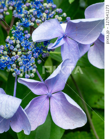 朝顔の花びら 127641273