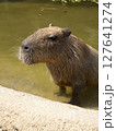 池に浸かるカピバラ 127641274