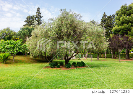 Olive tree in peaceful green park landscape. Nature, serenity, and Mediterranean flora in a tranquil outdoor setting. Olive tree in peaceful green park landscape. Nature, serenity, and Mediterranean flora in a tranquil outdoor setting. 127641286