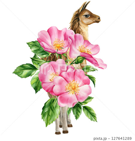 Hand painted llama with pink wild rose flowers green leaves watercolor floral animal illustration 127641289