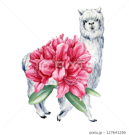 Fluffy watercolor alpaca with bright red rhododendron flower bouquet and green tropical leaves illustration foe poster, print 127641290