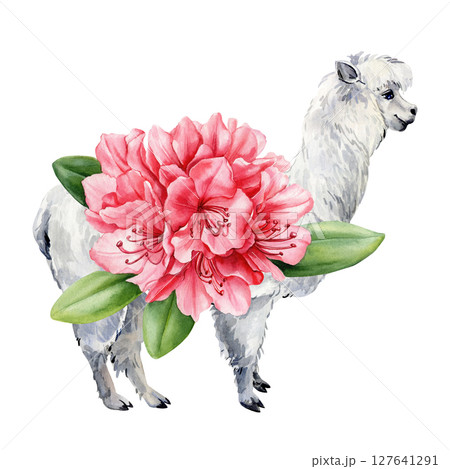 Cute watercolor alpaca with vibrant red rhododendron flowers, green leaves in cartoon style illustration, poster, print, postcard 127641291