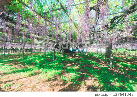 大きな藤の花,big wisteria flower 127641345