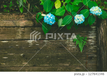 紫陽花とウッド,Hydrangea and wood 127641346