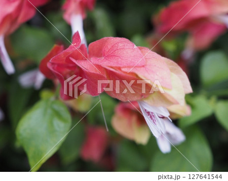 鮮やかな赤とピンクのグラデーション：ベニチョウジ（シュリンププラント）の苞 127641544