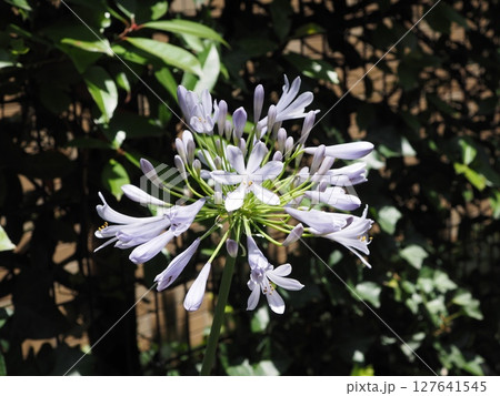 淡い紫色の涼しげなアガパンサスの花 127641545