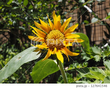 真夏の太陽に向かって咲く小さなひまわりの花 真夏の太陽に向かって咲く小さなひまわりの花 127641546