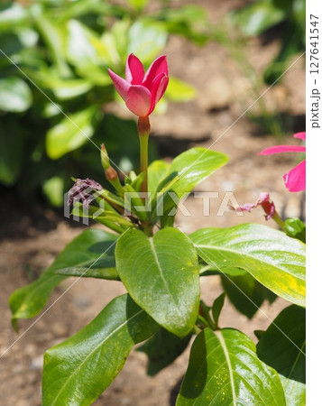 蕾から開花し始めた鮮やかなピンクのマダガスカル・ペリウィンクル（ニチニチソウ） 127641547