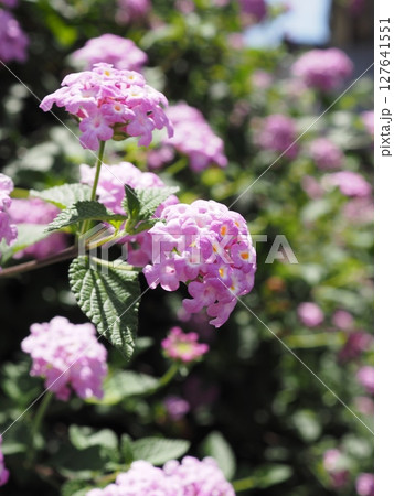 淡いピンク色の小さな花が集まって咲くランタナ 127641551
