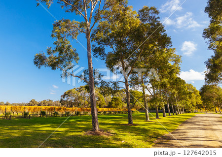Mornington Peninsula Vines in Australia 127642015