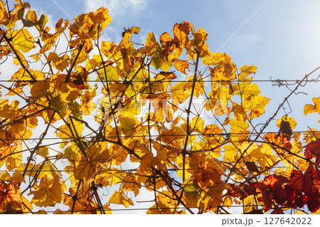 Mornington Peninsula Vines in Australia 127642022