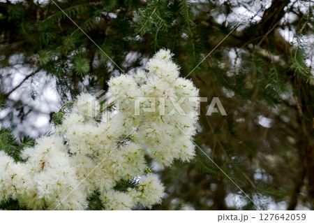 ティーツリーの花 ティーツリーの花 127642059