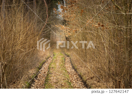 A dirt road in a dense autumn forest A dirt road in a dense autumn forest 127642147