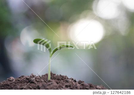 Small young sprout with droplets 127642186