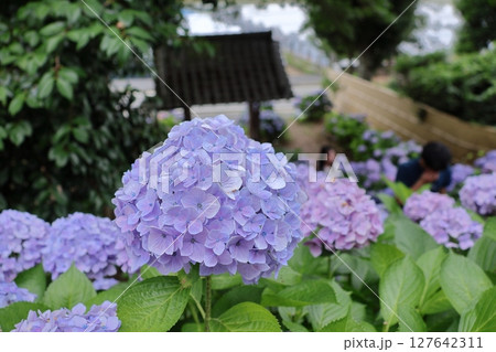 福岡県糸島市のヲベタ清正公堂（糸島あじさい寺） 127642311