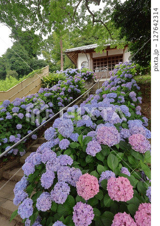 福岡県糸島市のヲベタ清正公堂（糸島あじさい寺） 127642314