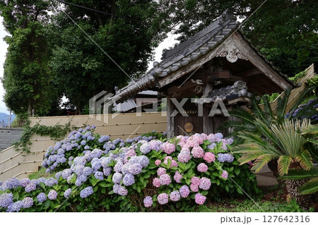福岡県糸島市のヲベタ清正公堂(糸島あじさい寺) 福岡県糸島市のヲベタ清正公堂(糸島あじさい寺) 127642316