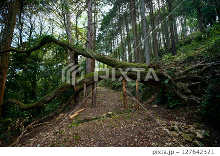 登山道に横たわる倒木を丸太で支えてる様子 登山道に横たわる倒木を丸太で支えてる様子 127642321