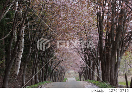 岩木山の桜並木(オオヤマザクラ) 岩木山の桜並木(オオヤマザクラ) 127643716