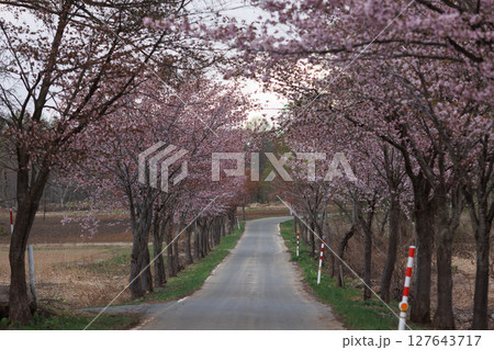 岩木山の桜並木（オオヤマザクラ） 127643717