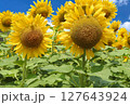 夏のひまわり畑 127643924
