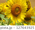 ひまわりアップ 127643925
