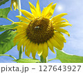 ヒマワリと蜂 127643927