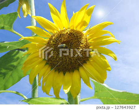 ヒマワリと蜂 127643927