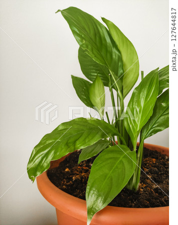 Peace lily plant growing in terracotta pot on beige background copy space Peace lily plant growing in terracotta pot on beige background copy space 127644817