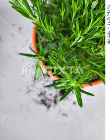 Fresh rosemary plant growing in terracotta pot with spilled soil copy space 127644841