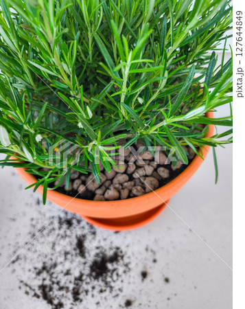 Repotting rosemary plant, spilling soil on white surface copy space Repotting rosemary plant, spilling soil on white surface copy space 127644849