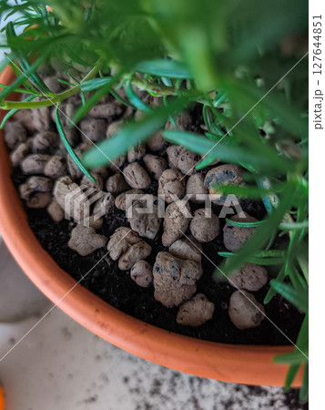 Rosemary plant growing in terracotta pot with expanded clay pebbles Rosemary plant growing in terracotta pot with expanded clay pebbles 127644851