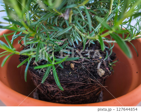 Rosemary plant growing in terracotta pot showing rootbound condition 127644854