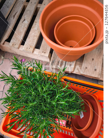 Rosemary plant and terracotta pots getting ready for repotting 127644856