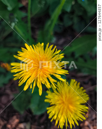 Two vibrant yellow dandelions blooming in spring meadow copy space 127644857