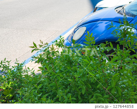 Blue car parked on asphalt behind green bush copy space 127644858
