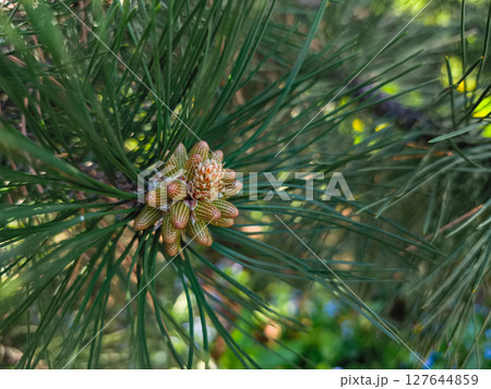 Young pine cone growing on a branch, surrounded by lush green needles copy space 127644859
