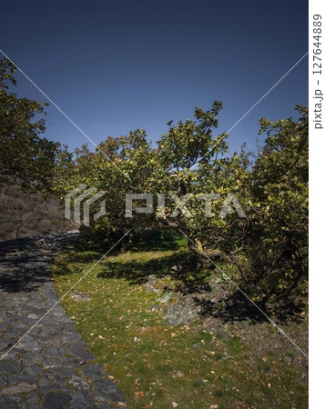 Sunlit autumn pathway winding through golden trees, revealing aosta landscape bathed in soft november light and serene mountain backdrop Verres Sunlit autumn pathway winding through golden trees, revealing aosta landscape bathed in soft november light and serene mountain backdrop Verres 127644889