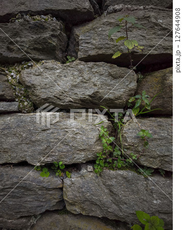 Weathered stone wall in aosta, italy, with verdant plants sprouting between rugged stones, revealing nature's persistent growth pontboset Weathered stone wall in aosta, italy, with verdant plants sprouting between rugged stones, revealing nature's persistent growth pontboset 127644908