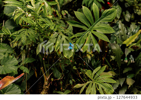 Blue morpho butterflies resting on lush green leaves in prague botanical garden 127644933