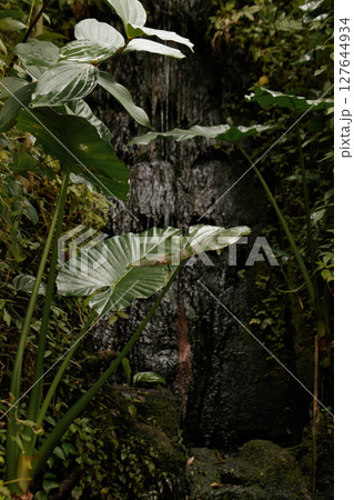 Tropical plants growing near waterfall in botanical garden 127644934