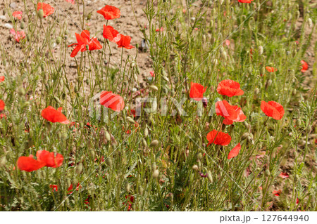 Red poppies blooming in summer field representing transformation of life 127644940