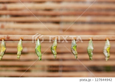 Green butterfly chrysalises close to hatching, metamorphosis stages 127644942