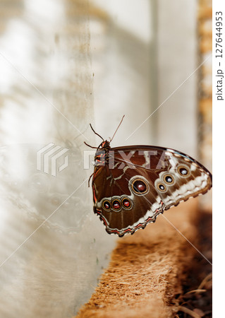 Morpho peleides butterfly resting on glass wall in botanical garden, concept of life transformation Morpho peleides butterfly resting on glass wall in botanical garden, concept of life transformation 127644953