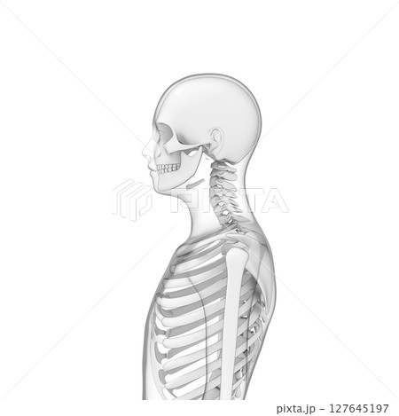 人体 骨, スケルトン, 透明 127645197