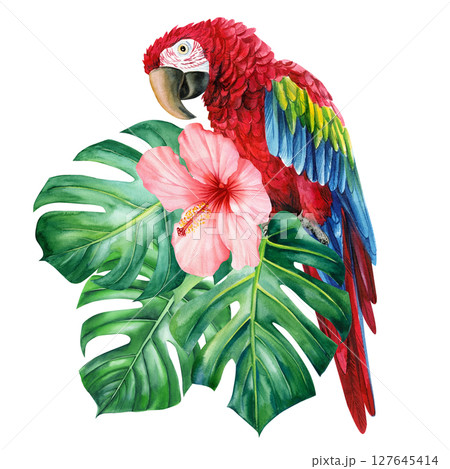 Tropical red parrot with pink hibiscus flower and large green monstera leaves watercolor exotic illustration Tropical red parrot with pink hibiscus flower and large green monstera leaves watercolor exotic illustration 127645414