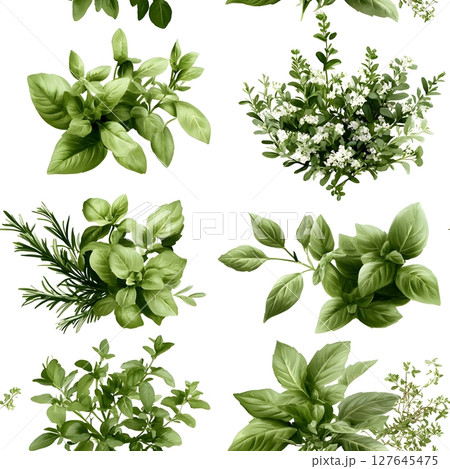 Collection of fresh green herbs with detailed leaves like basil, rosemary, thyme, and oregano on a white background. Perfect for culinary, gardening, or organic product designs. 127645475