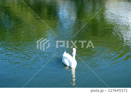 滋賀県彦根市_彦根城東側付近の中堀9_2024年9月 127645571