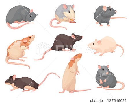 Cartoon mouse poses. Cute mise set, laboratory rat wild brown mouses eating cheese, little rodent domestic pet character house pest creature sitting pose, neat vector illustration 127646021