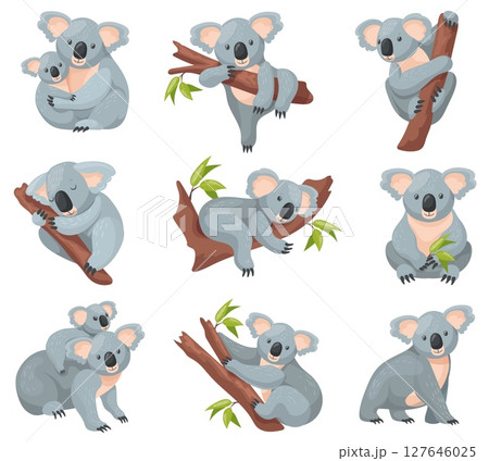 Cartoon koala. Cute australian bear characters, mom with baby sleep on branch eucalyptus tree funny zoo animals of australia happy aussie animal forest, neat vector illustration Cartoon koala. Cute australian bear characters, mom with baby sleep on branch eucalyptus tree funny zoo animals of australia happy aussie animal forest, neat vector illustration 127646025